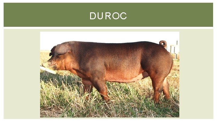 DUROC 