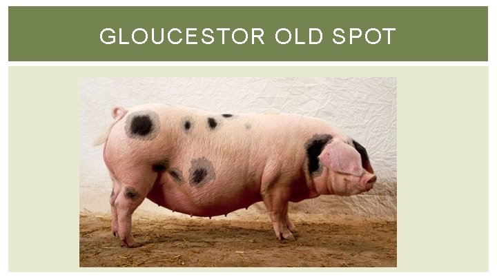 GLOUCESTOR OLD SPOT 