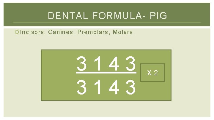 DENTAL FORMULA- PIG Incisors, Canines, Premolars, Molars. 3143 X 2 