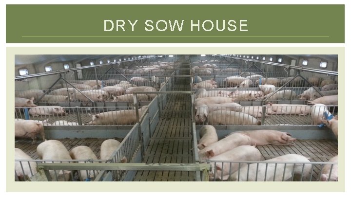 DRY SOW HOUSE 