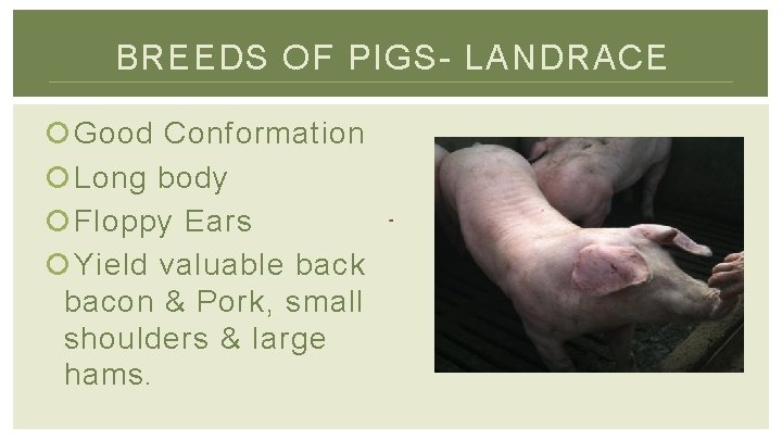 BREEDS OF PIGS- LANDRACE Good Conformation Long body Floppy Ears Yield valuable back bacon