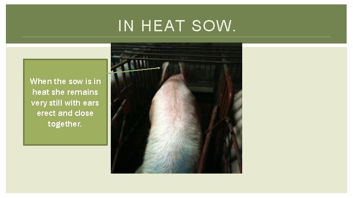 IN HEAT SOW. When the sow is in heat she remains very still with
