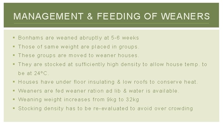 MANAGEMENT & FEEDING OF WEANERS § Bonhams are weaned abruptly at 5 -6 weeks