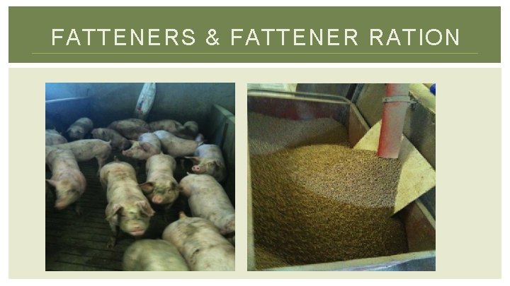 FATTENERS & FATTENER RATION 