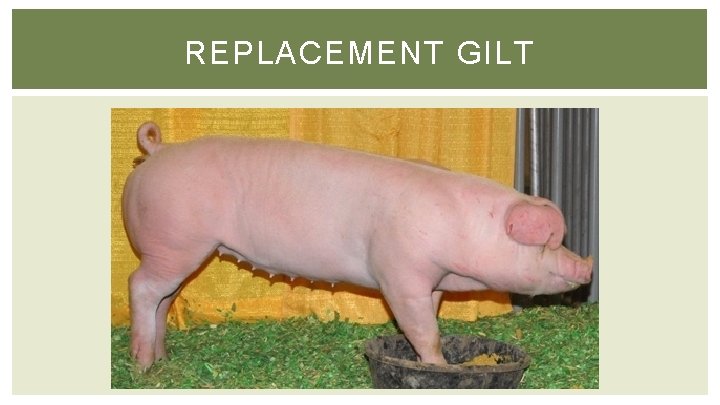 REPLACEMENT GILT 