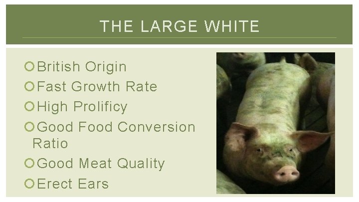 THE LARGE WHITE British Origin Fast Growth Rate High Prolificy Good Food Conversion Ratio