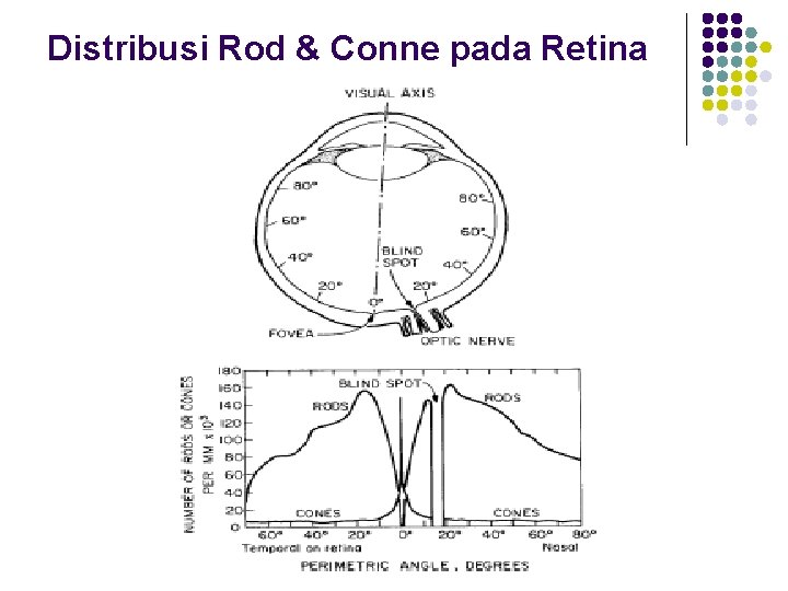 Distribusi Rod & Conne pada Retina Distribusi Rod & Conne pada Retina
