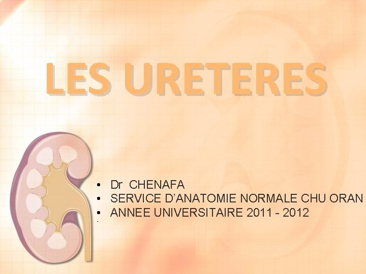 LES URETERES • Dr CHENAFA • SERVICE D’ANATOMIE NORMALE CHU ORAN • ANNEE UNIVERSITAIRE