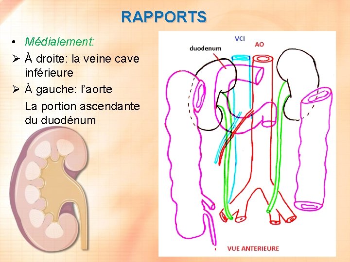 RAPPORTS • Médialement: Ø À droite: la veine cave inférieure Ø À gauche: l’aorte