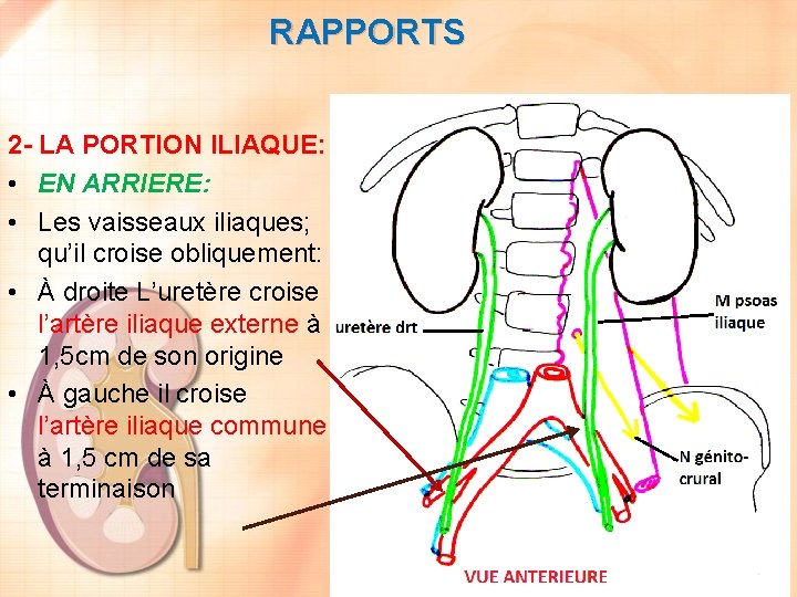 RAPPORTS 2 - LA PORTION ILIAQUE: • EN ARRIERE: • Les vaisseaux iliaques; qu’il
