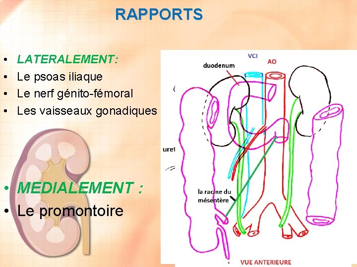 RAPPORTS • • LATERALEMENT: Le psoas iliaque Le nerf génito-fémoral Les vaisseaux gonadiques •