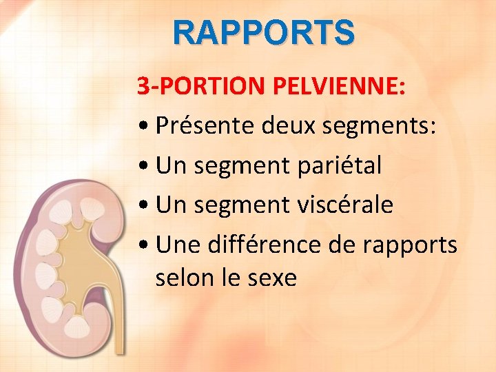 RAPPORTS 3 -PORTION PELVIENNE: • Présente deux segments: • Un segment pariétal • Un