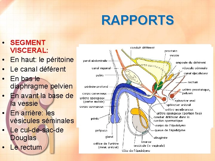 RAPPORTS • SEGMENT VISCERAL: • En haut: le péritoine • Le canal déférent •