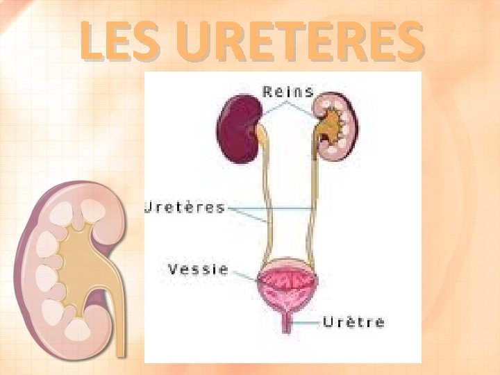 LES URETERES 