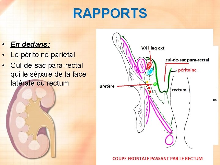 RAPPORTS • En dedans: • Le péritoine pariétal • Cul-de-sac para-rectal qui le sépare