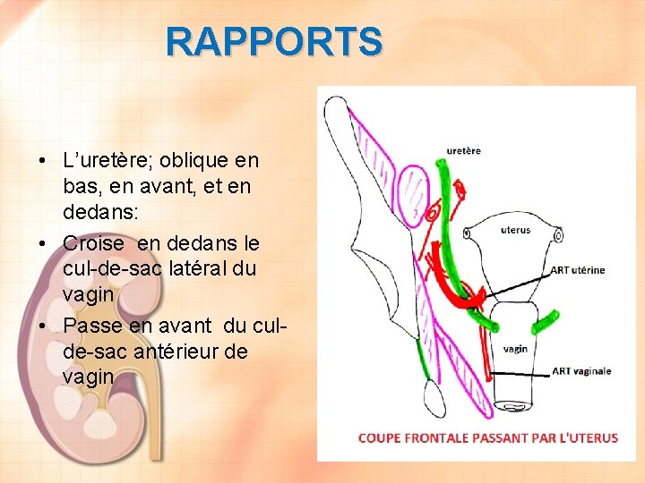 RAPPORTS • L’uretère; oblique en bas, en avant, et en dedans: • Croise en