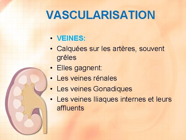 VASCULARISATION • VEINES: • Calquées sur les artères, souvent grêles • Elles gagnent: •