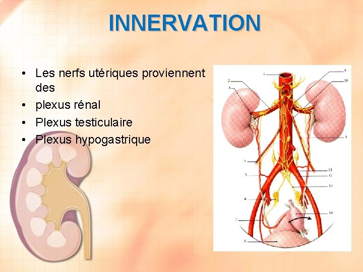 INNERVATION • Les nerfs utériques proviennent des • plexus rénal • Plexus testiculaire •