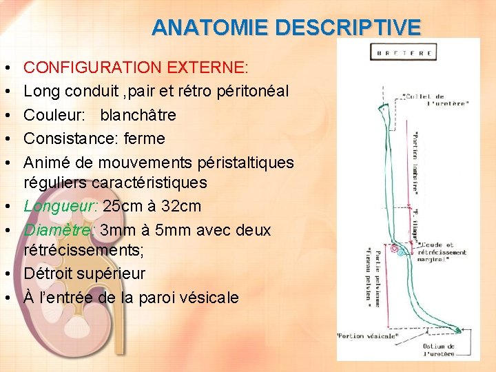 ANATOMIE DESCRIPTIVE • • • CONFIGURATION EXTERNE: Long conduit , pair et rétro péritonéal