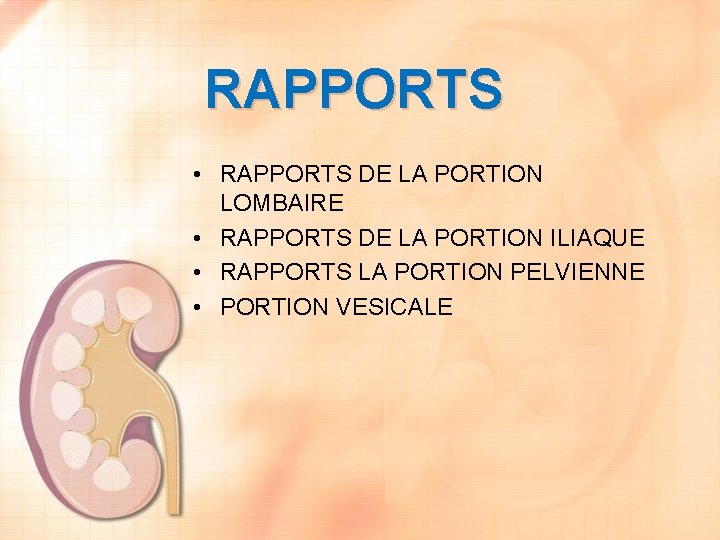 RAPPORTS • RAPPORTS DE LA PORTION LOMBAIRE • RAPPORTS DE LA PORTION ILIAQUE •