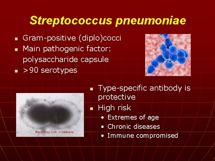 Streptococcus pneumoniae n n n Gram-positive (diplo)cocci Main pathogenic factor: polysaccharide capsule >90 serotypes