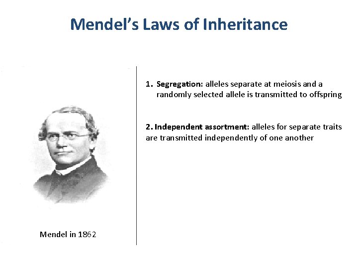 Mendel’s Laws of Inheritance 1. Segregation: alleles separate at meiosis and a randomly selected