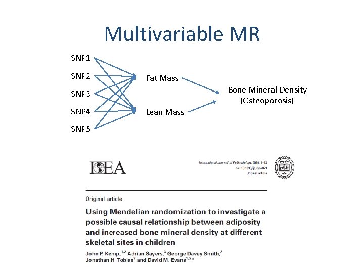 Multivariable MR SNP 1 SNP 2 Fat Mass Bone Mineral Density (Osteoporosis) SNP 3