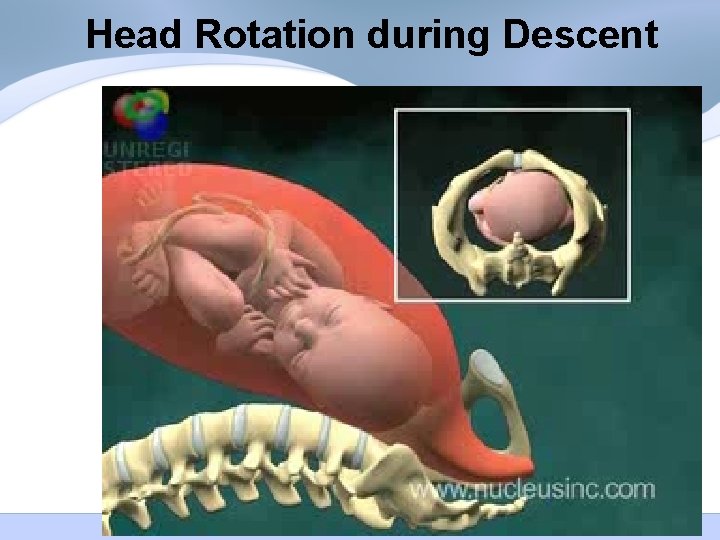 Head Rotation during Descent Head Rotation during Descent