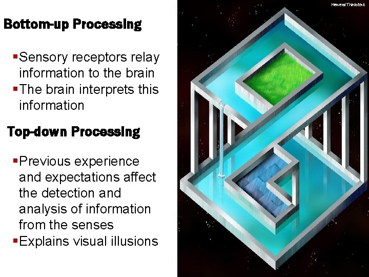 Rich. Hemera/ Reid/Getty Thinkstock Images Bottom-up Processing § Sensory receptors relay information to the