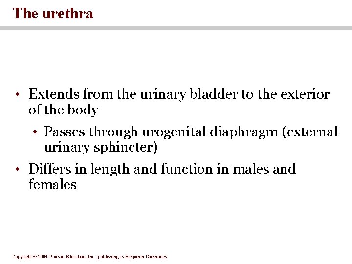 The urethra • Extends from the urinary bladder to the exterior of the body