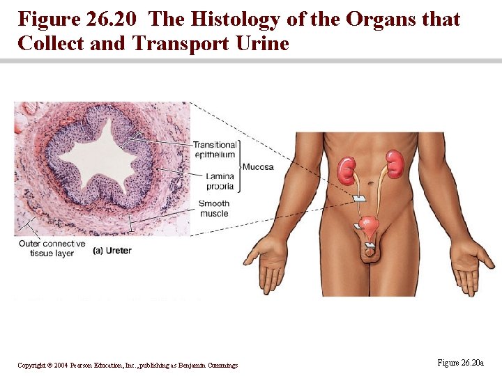 Figure 26. 20 The Histology of the Organs that Collect and Transport Urine Copyright