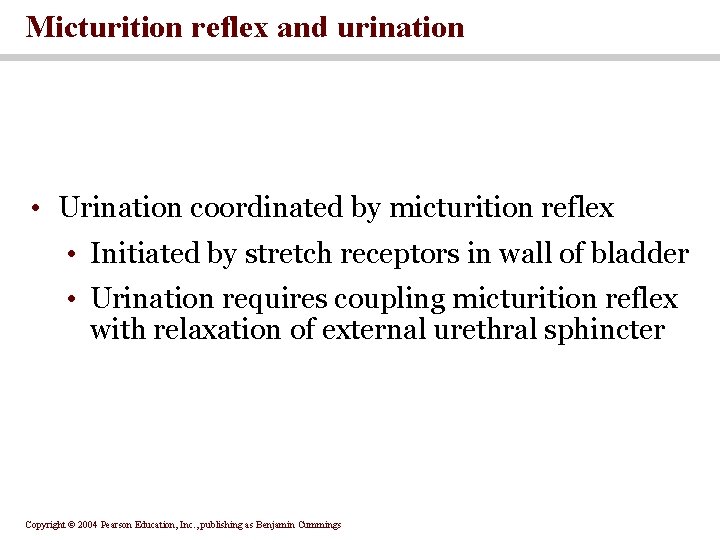 Micturition reflex and urination • Urination coordinated by micturition reflex • Initiated by stretch