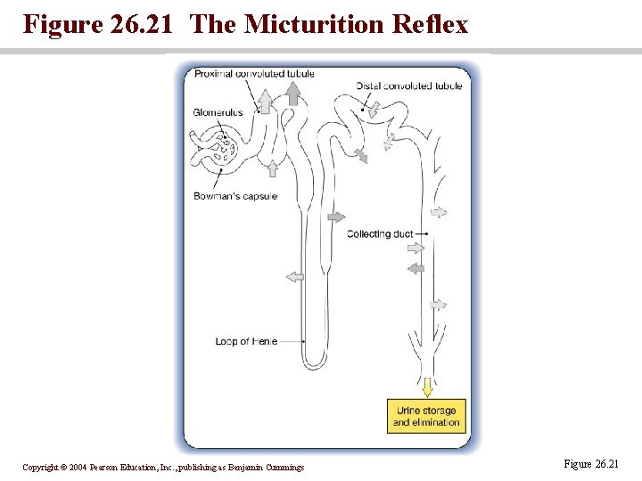 Figure 26. 21 The Micturition Reflex Copyright © 2004 Pearson Education, Inc. , publishing