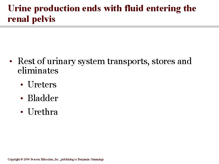Urine production ends with fluid entering the renal pelvis • Rest of urinary system