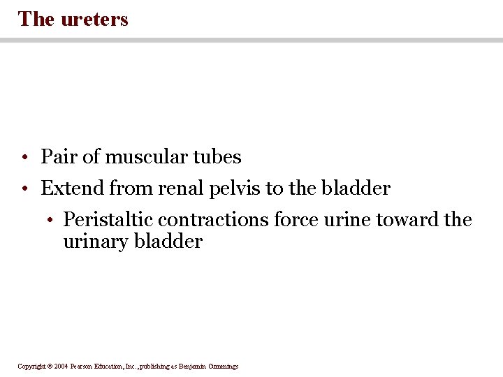 The ureters • Pair of muscular tubes • Extend from renal pelvis to the
