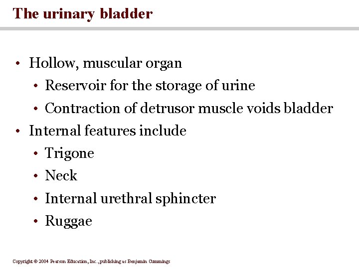The urinary bladder • Hollow, muscular organ • Reservoir for the storage of urine