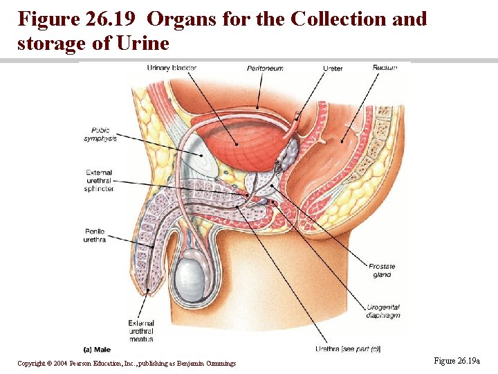 Figure 26. 19 Organs for the Collection and storage of Urine Copyright © 2004