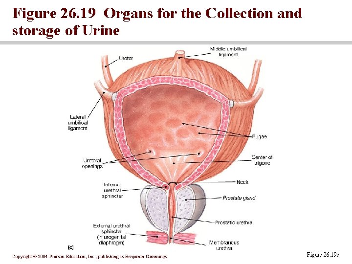 Figure 26. 19 Organs for the Collection and storage of Urine Copyright © 2004