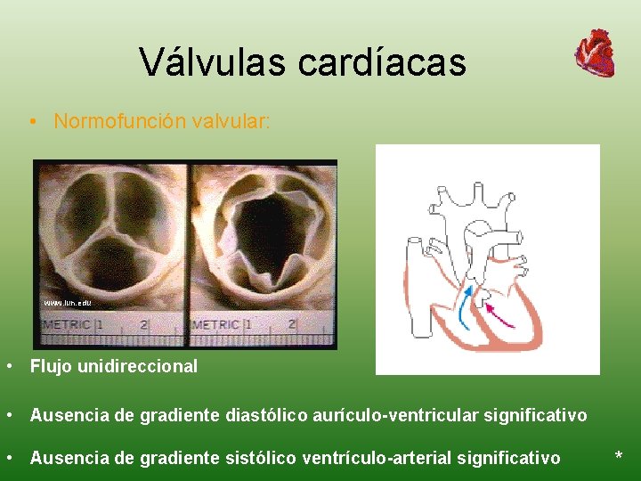 Válvulas cardíacas • Normofunción valvular: www. iun. edu • Flujo unidireccional • Ausencia de