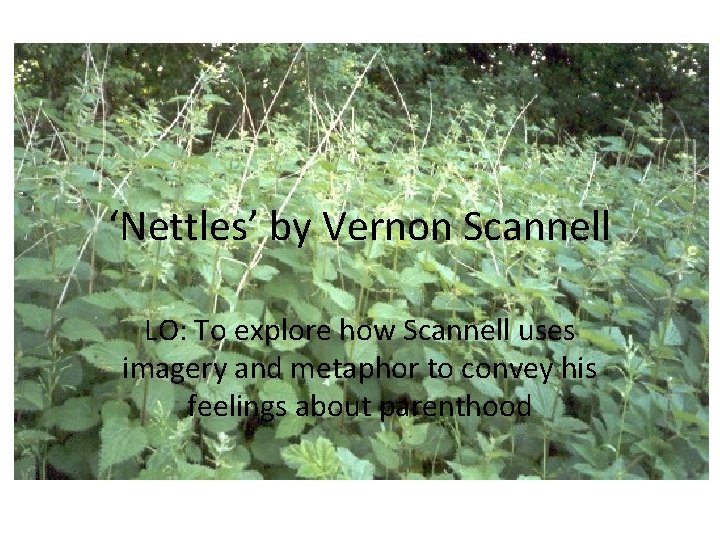 ‘Nettles’ by Vernon Scannell LO: To explore how Scannell uses imagery and metaphor to