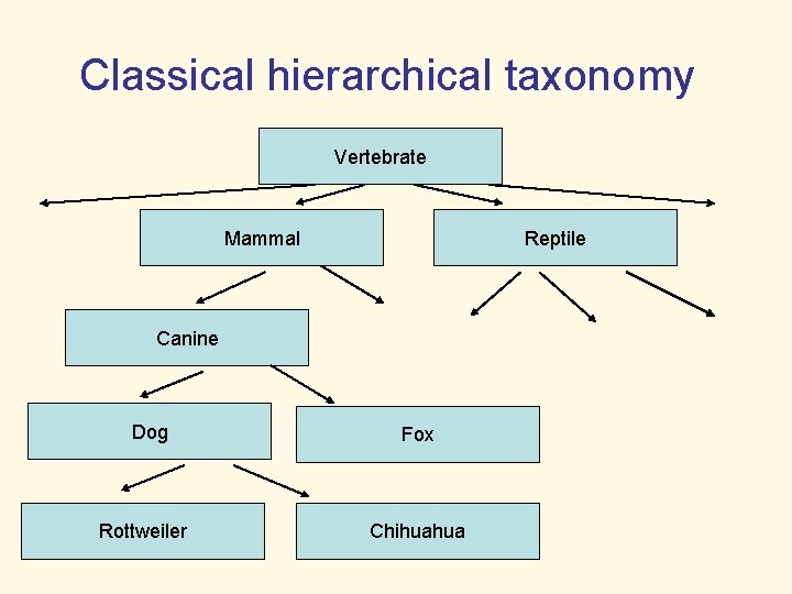 Classical hierarchical taxonomy Vertebrate Mammal Reptile Canine Dog Rottweiler Fox Chihuahua 