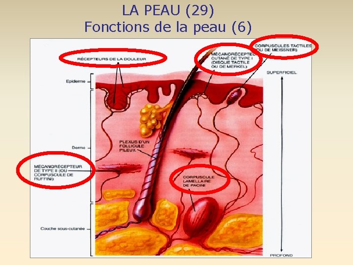 LA PEAU (29) Fonctions de la peau (6) 