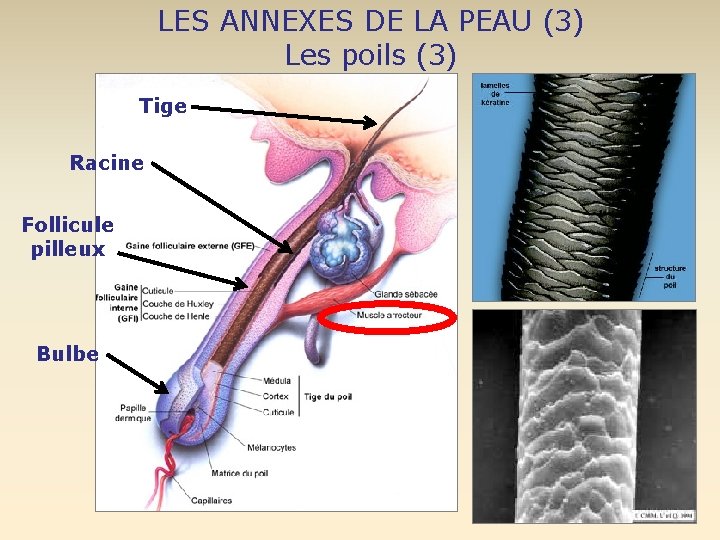 LES ANNEXES DE LA PEAU (3) Les poils (3) Tige Racine Follicule pilleux Bulbe LES ANNEXES DE LA PEAU (3) Les poils (3) Tige Racine Follicule pilleux Bulbe