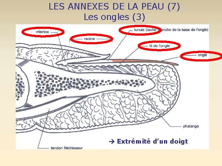 LES ANNEXES DE LA PEAU (7) Les ongles (3) Extrémité d’un doigt 