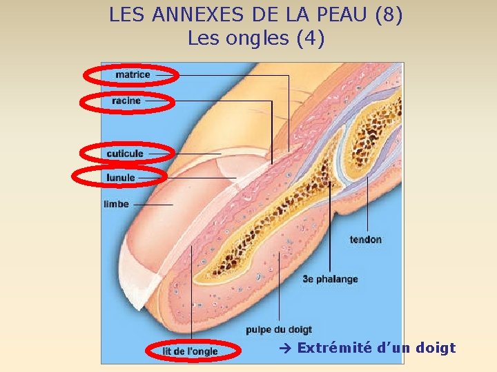 LES ANNEXES DE LA PEAU (8) Les ongles (4) Extrémité d’un doigt 