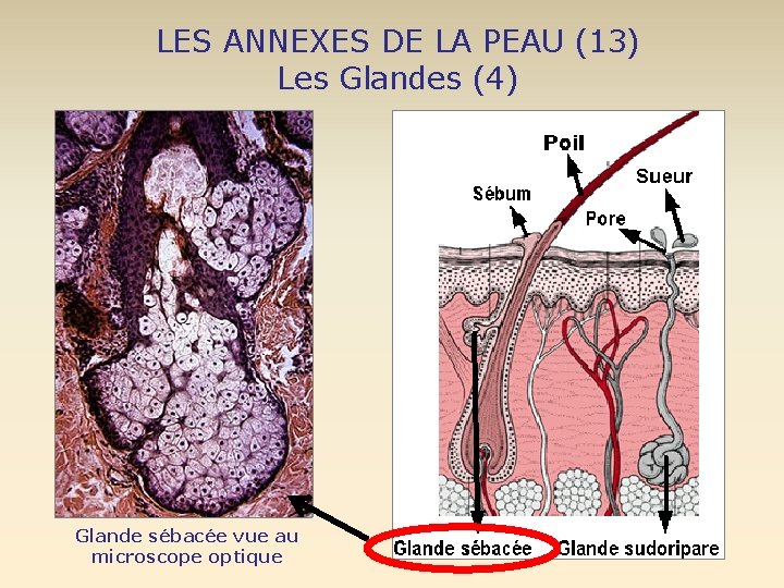 LES ANNEXES DE LA PEAU (13) Les Glandes (4) Glande sébacée vue au microscope