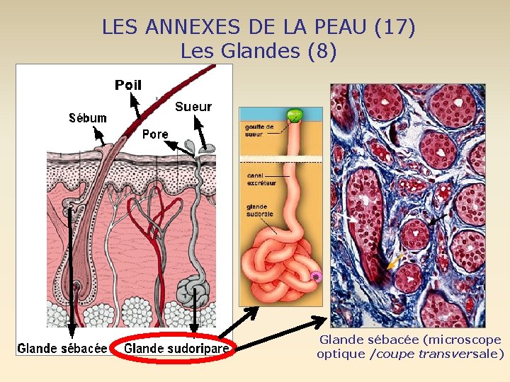 LES ANNEXES DE LA PEAU (17) Les Glandes (8) Glande sébacée (microscope optique /coupe