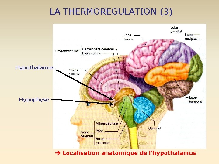 LA THERMOREGULATION (3) Hypothalamus Hypophyse Localisation anatomique de l’hypothalamus LA THERMOREGULATION (3) Hypothalamus Hypophyse Localisation anatomique de l’hypothalamus