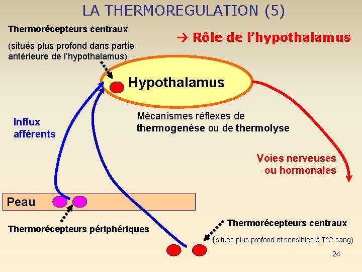 LA THERMOREGULATION (5) Thermorécepteurs centraux (situés plus profond dans partie antérieure de l’hypothalamus) Rôle