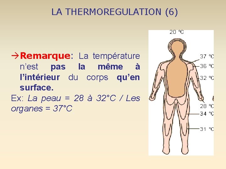 LA THERMOREGULATION (6) Remarque: La température n’est pas la même à l’intérieur du corps